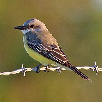 Tropical Kingbird
