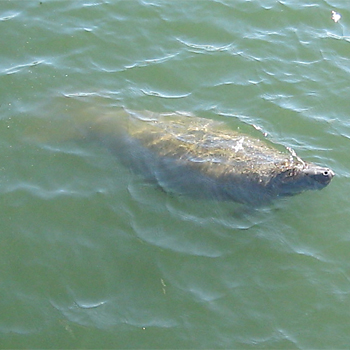 West Indian Manatee