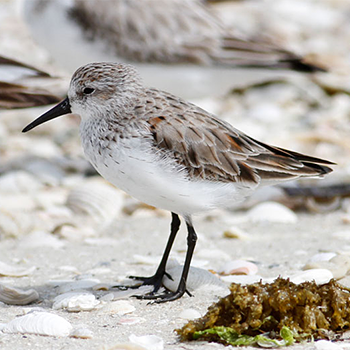 Western Sandpiper