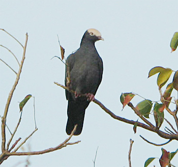 White-crowned Pigeon