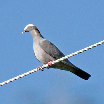 White-crowned Pigeon