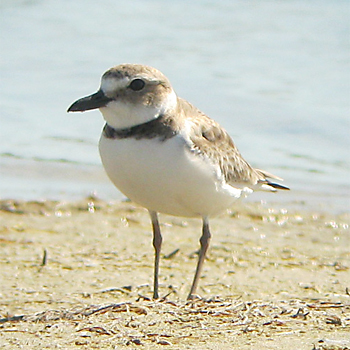 Wilson's Plover