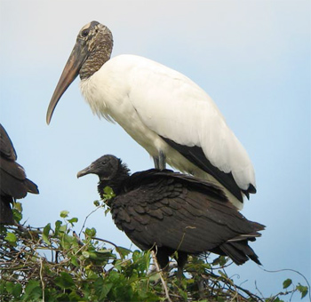 Wood Stork and Black Vulture
