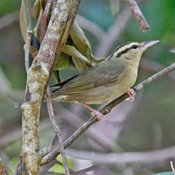 Worm-eating Warbler