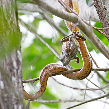 Yellow-bellied Rat Snake and Barking Tree Frog