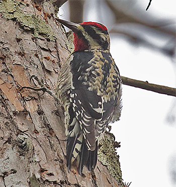 Yellow-bellied Sapsucker