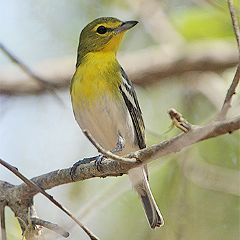 Yellow-throated Vireo