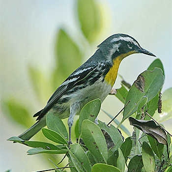 Yellow-throated Warbler
