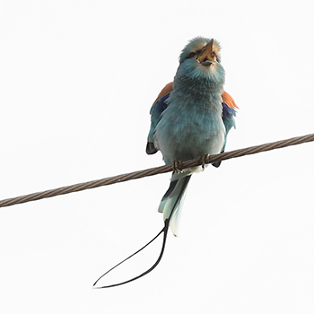 Abyssianian Roller