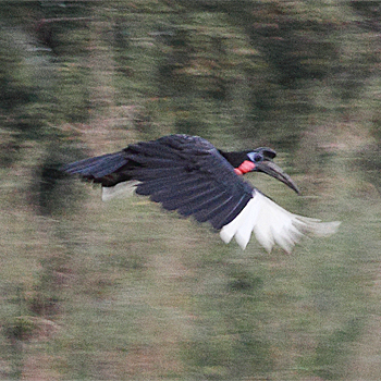 Abyssinian Ground Hornbill