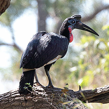 Abyssinian Ground-hornbill