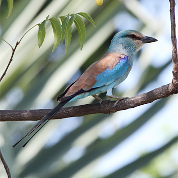 Abyssinian Roller