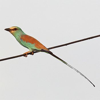 Abyssinian Roller