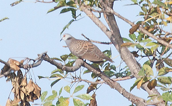 Adamawa Turtle-dove