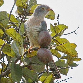 African Cuckoo