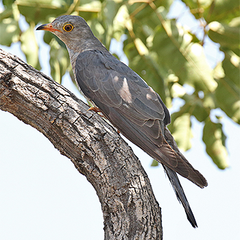 African Cuckoo