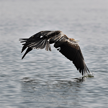 African Darter