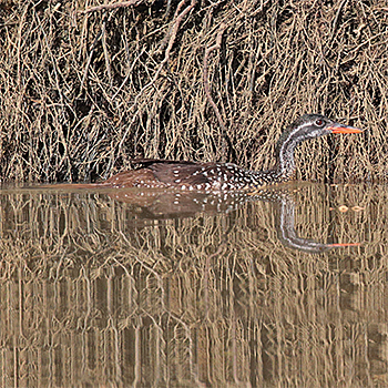 African Finfoot