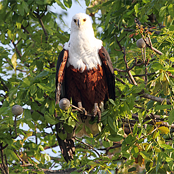 African Fish-eagle