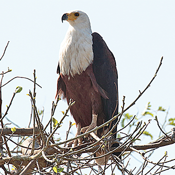 African Fish-eagle