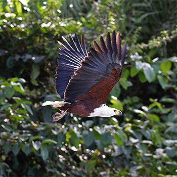 African Fish-eagle