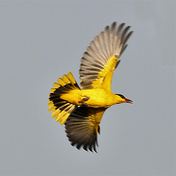 African Golden Oriole