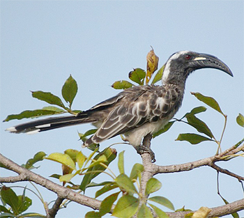 African Grey Hornbill