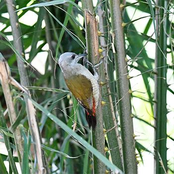 African Grey Woodpecker