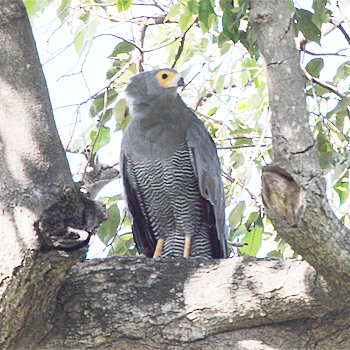African Harrier-hawk