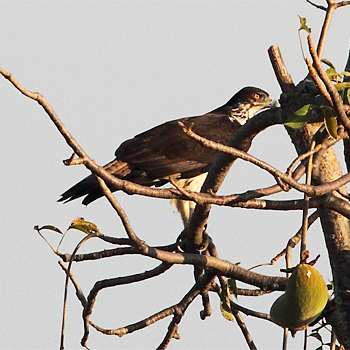African Hawk-eagle