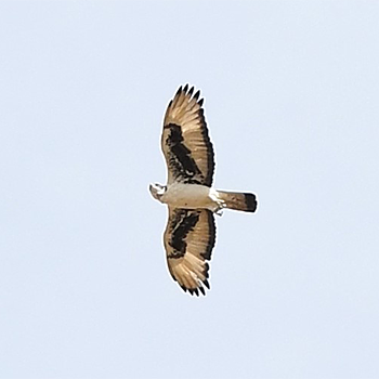 African Hawk-eagle