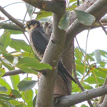 African Hobby