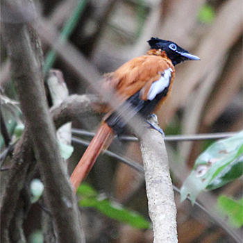 African Paradise-flycatcher