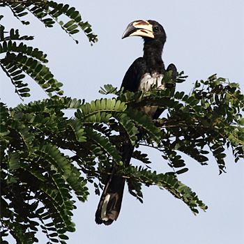 African Pied Hornbill