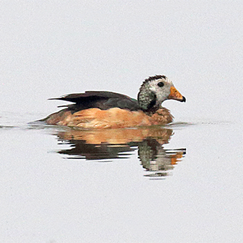 African Pygmy-goose