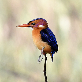 African Pygmy-kingfisher