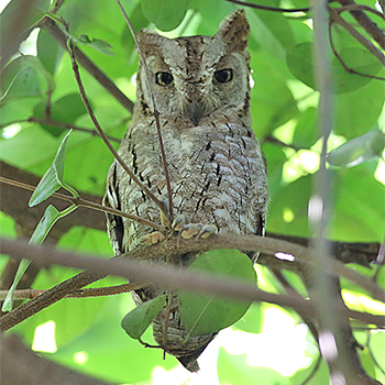 African Scops-owl