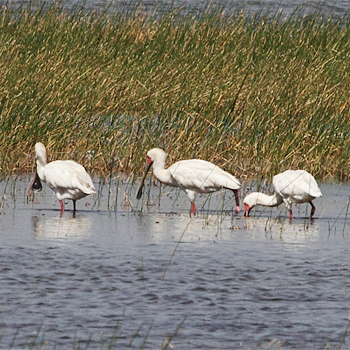 African Spoonbills