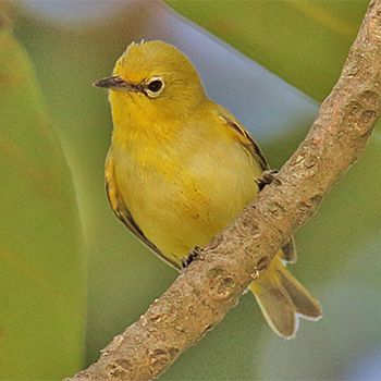 African Yellow White-eye