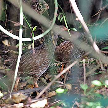 Ahanta Francolin