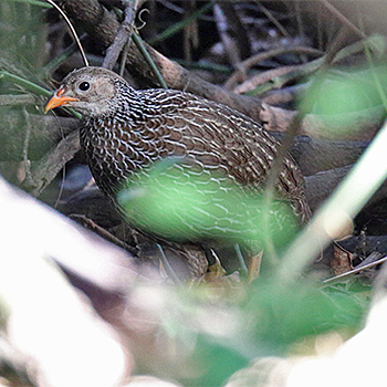 Ahanta Francolin