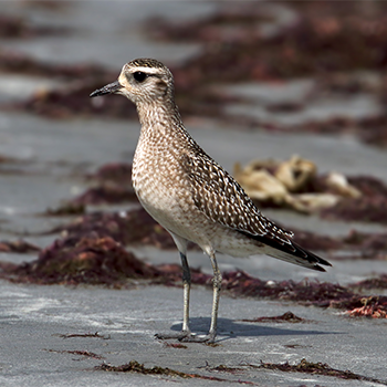 American Golden-plover – fourth record for The Gambia