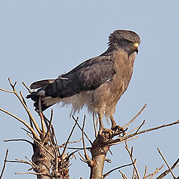 Banded Snake-eagle