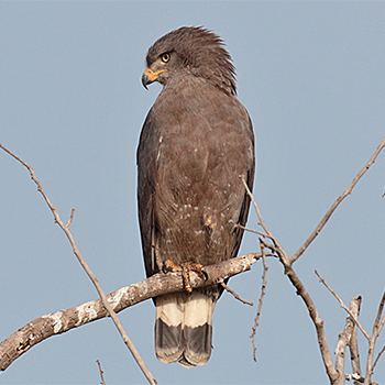 Banded Snake-eagle