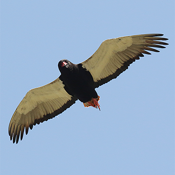 Bateleur