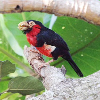 Bearded Barbet