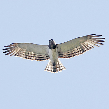 Beaudouin's Snake-eagle