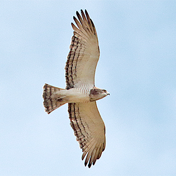 Beaudouin's Snake-eagle