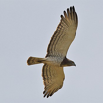 Beaudouin's Snake-eagle