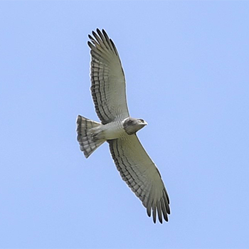 Beaudouin's Snake-eagle